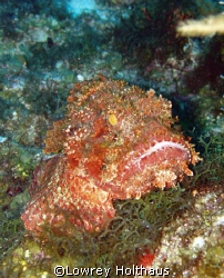 Scoripionfish by Lowrey Holthaus 